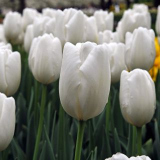 Tulipan biały - duża paczka! - 50 szt.