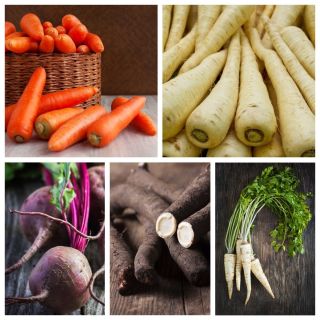 Warzywa korzeniowe - zestaw 1 - 5 gatunków nasion