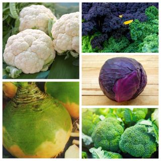 Warzywa kapustne - zestaw 1 - 5 gatunków nasion