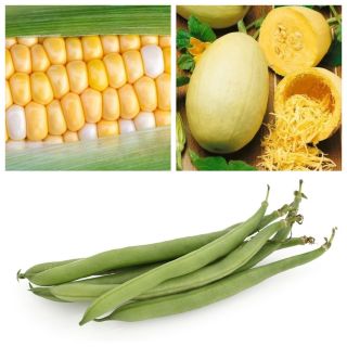 Warzywa do uprawy współrzędnej - Zestaw 3 - 3 gatunki nasion