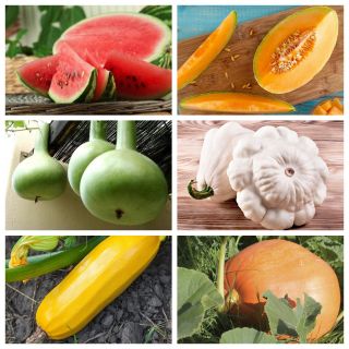 Warzywa dyniowate - zestaw 1 - 6 gatunków nasion