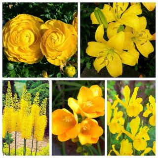 Kompozycja roślin w kolorze żółtym - zestaw 5 gatunków roślin - 80 szt.