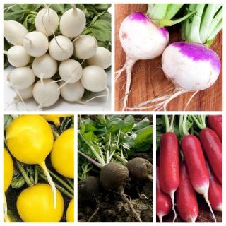 Warzywa rzepowate - zestaw 2 - 5 gatunków nasion