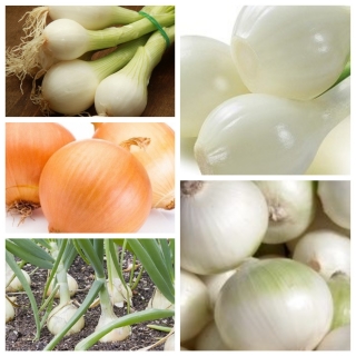 Cebula zimująca - zestaw 5 odmian nasion warzyw