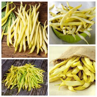 Fasola żółtostrąkowa - zestaw 4 odmian nasion warzyw