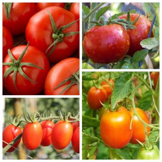Pomidor karłowy - zestaw 1 - 4 odmiany nasion warzyw