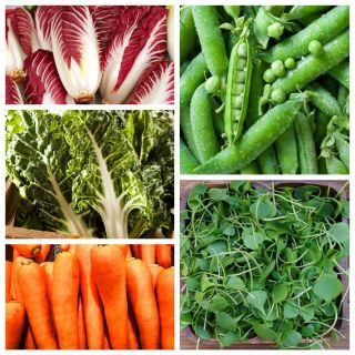 Superfoods - bomby witamin z własnego ogródka - Zestaw 1 - 5 odmian nasion warzyw