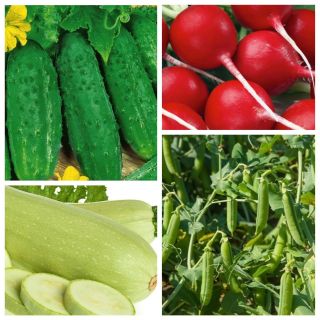 Warzywa na szybko - ekspresowe plony - zestaw 4 odmian nasion warzyw