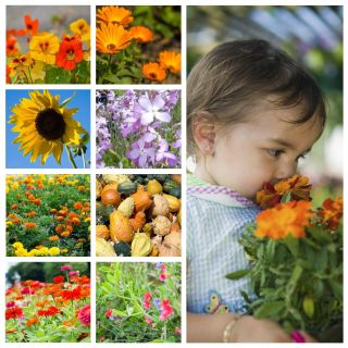 Wesoły ogródek - zestaw 8 odmian nasion do uprawy dla dzieci