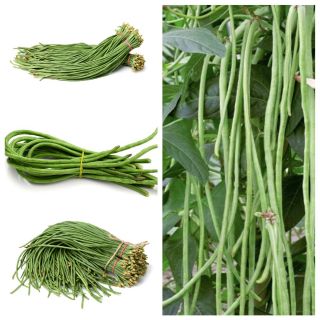 Fasolnik chiński - zestaw 4 odmian nasion warzyw