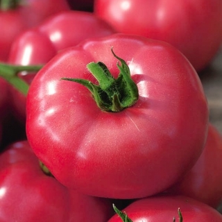 BIO Pomidor Faworyt - certyfikowane nasiona ekologiczne