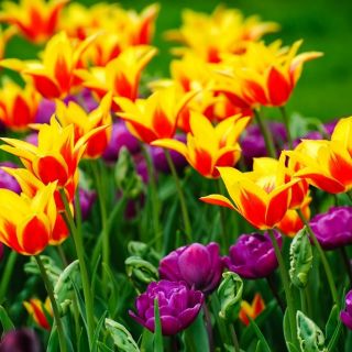 Zestaw tulipanów - pełny i liliokształtny - 40 szt.