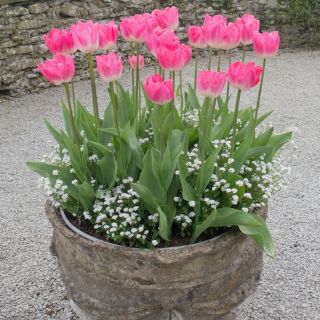 Tulipan różowy i niezapominajka alpejska biała - zestaw cebulek i nasion