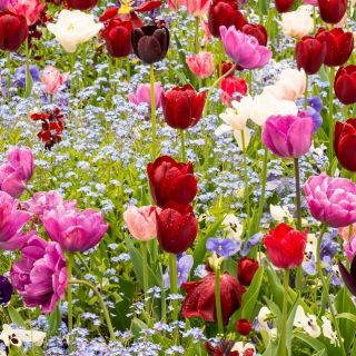 Tulipan - mieszanka gatunków i niezapominajka alpejska niebieska - zestaw cebulek i nasion