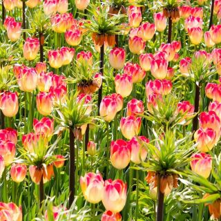 Zestaw - korona cesarska pomarańczowa i tulipan kremowo-różowy - 18 szt.