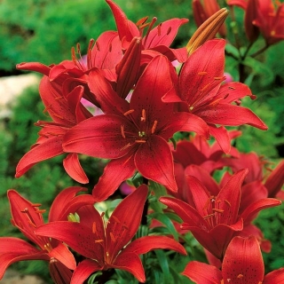 Lilia azjatycka czerwona - Red - 1 cebula