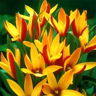 Tulipan botaniczny Cynthia - 5 cebulek