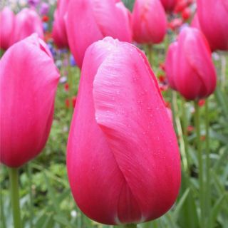 Tulipan różowy Rose - 5 cebulek