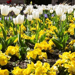 Tulipan biały i bratek wielkokwiatowy żółty - zestaw cebulek i nasion
