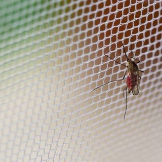 Moskitiera na komary, muchy i inne owady - 150 x 180 cm - czarna