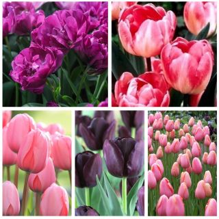 Tulipan na kwiat cięty - zestaw odmian w odcieniach fioletu i różu - 50 szt.