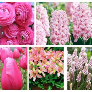 Zestaw kwiatów w kolorze różowym - 5 gatunków
