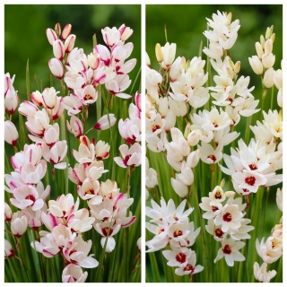 Ixia - Iksja - zestaw 2 odmian w kolorze białym oraz biało-różowym - 100 szt.