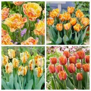 Old Fashioned - zestaw 4 odmian tulipanów - 40 szt.