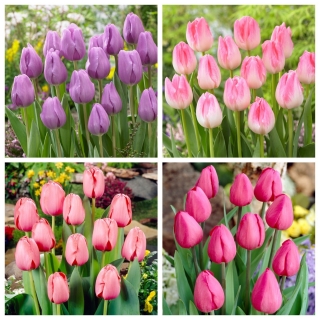 Madeline - zestaw 4 odmian tulipanów - 40 szt.