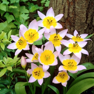 Tulipan Saxatilis - 5 cebulek