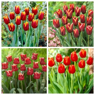 Ognista fantazja - zestaw 4 odmian tulipanów - 40 szt.