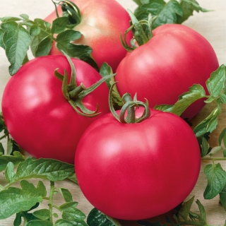 Pomidor Maliniak - gruntowy, malinowy, sztywnołodygowy