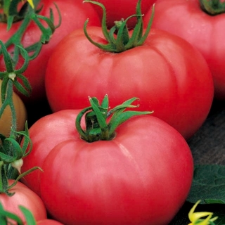 Pomidor Polorosa F1 pod osłony - 15 nasion