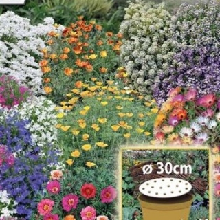 Kwietny Dywan - Mieszanka karłowych kwiatów jednorocznych - krążek 30 cm