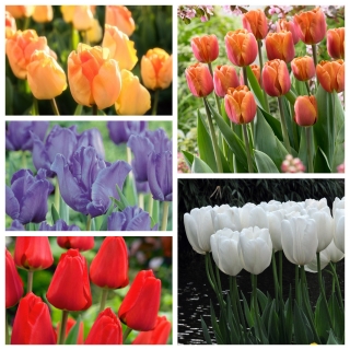 Zestaw tulipanów wysokich - 5 odmian - 50 szt.