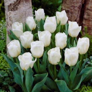 Tulipan niski biały - Greigii white