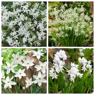 White Carpet - zestaw 4 gatunków roślin - 80 szt.