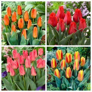 Tulipany Greiga - zestaw 4 odmian - 40 szt.