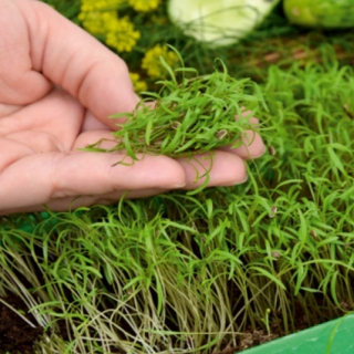 Microgreens - Koper ogrodowy - młode listki o unikalnym smaku - 1680 nasion