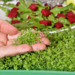 Microgreens – Rukiew wodna - młode listki o unikalnym smaku - 8000 nasion