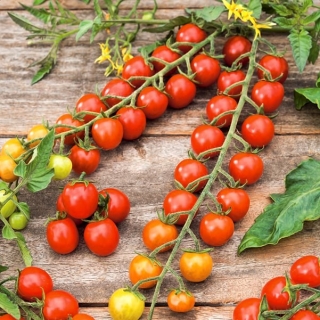 Pomidor Koralik - 160 nasion