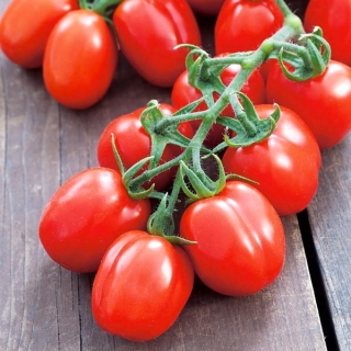 Pomidor gruntowy karłowy Mieszko - średniowczesny, plenny, polecany do uprawy towarowej