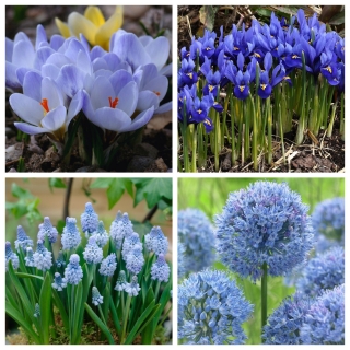 Blue Spring - zestaw 4 gatunków kwiatów w kolorze niebieskim - 80 szt.