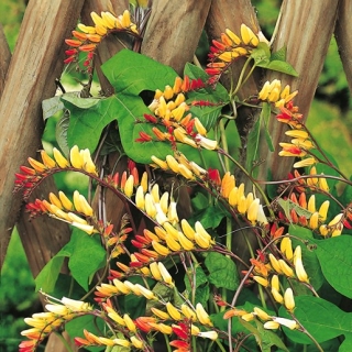 Mina - Mina lobata - 6 nasion