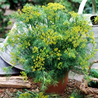 Koper ogrodowy Bouquet – do doniczek- nasiona otoczkowane - 300 nasion