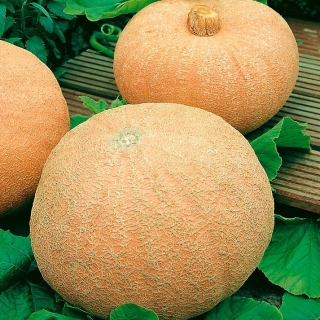 Dynia olbrzymia Melonowa Żółta - 100 gram - 400 nasion