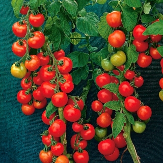 Pomidor Harzfeuer F1 - gruntowy, znany i ceniony w Europie - 175 nasion