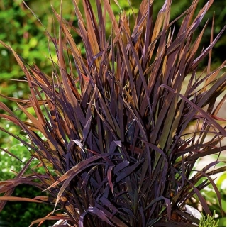 Ryż ozdobny o purpurowych liściach - Black Madras