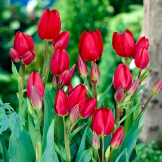 Tulipan Red Georgette - 5 cebulek