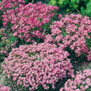 Gęsiówka kaukaska różowa - 1410 nasion